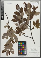 Foto von Salix appendiculata Vill.